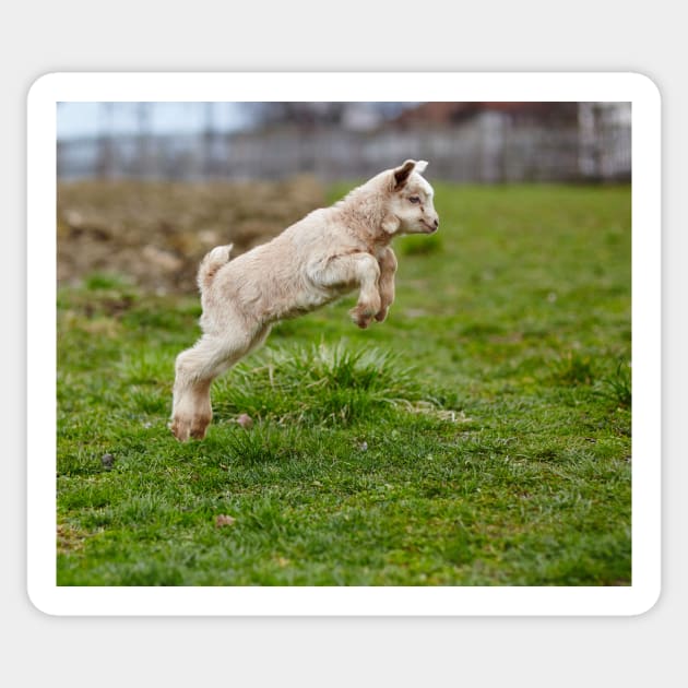 Baby goat jumping Sticker by naturalis